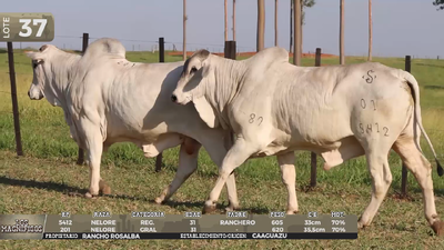 Lote LOTE 37 - EN VIVO