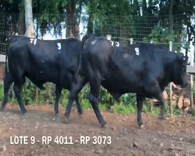 Lote Toros RP 3073 4011