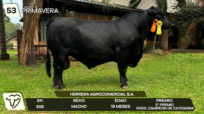 Lote LOTE 53