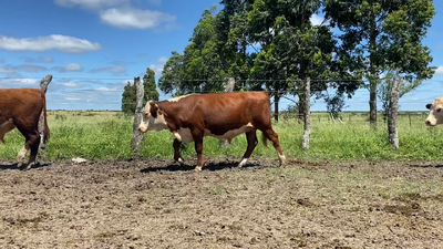 Lote 60 Terneros/as