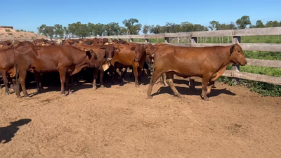 Lote 187 Novillitos en J.J. Castelli, Chaco