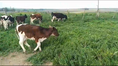 Lote 22 Terneros Holando en Coronilla