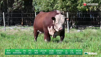 Lote TOROS POLLED HEREFORD