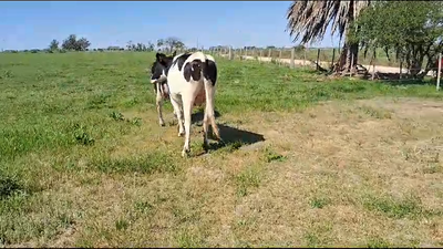 Lote (Vendido)2 Vaquillonas  Holando 450kg -  en Rodriguez