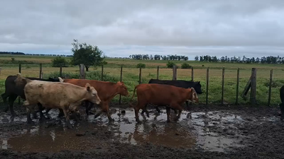 Lote 100 Novillos 1 a 2 años Estación Meneses, en Artigas