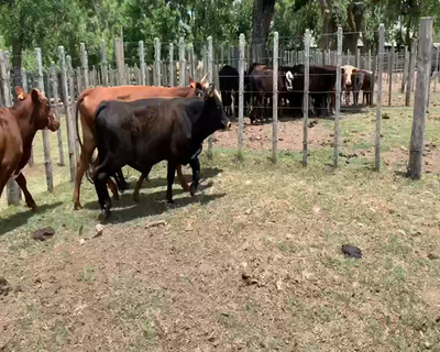 Lote 6 Novillos 1 a 2 años en Melo, Cerro Largo