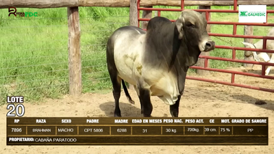 Lote Machos BRAHMAN en Pioneros del Chaco S.A.