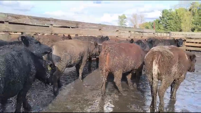 Lote 20 Vaquilla Gorda en Los Ángeles, VIII Región Biobío