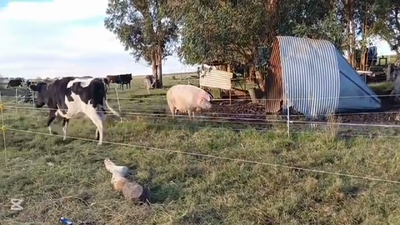 Lote VACA HOLANDO PREÑADA