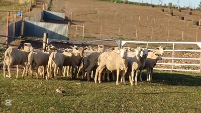 Lote BORREGOS