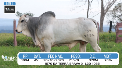 Lote LOTE 7