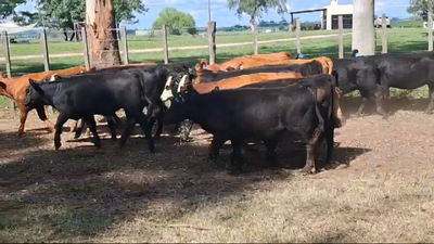 Lote TERNERAS