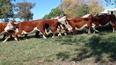 Lote 40 Vaquillonas 1 a 2 años HEREFORD 400kg - , San José