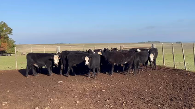 Lote VAQUILLONAS