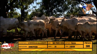 Lote LOTE 116