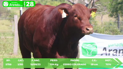 Lote LOTE 28