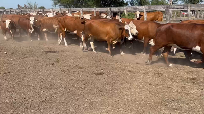 Lote 33 Vacas nuevas Preñadas en Durazno, Entre Ríos