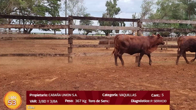 Lote LOTE  53