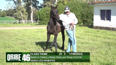 Lote Lote 46