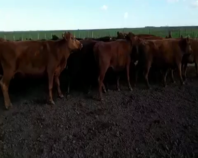 Lote 49 Vacas de invernar de 380Kg en Pila, Buenos Aires