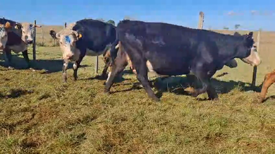 Lote VACAS INVERNAR