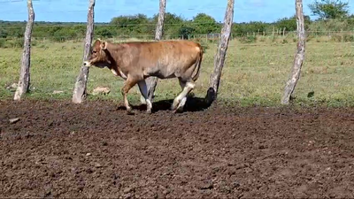 Lote 70 Terneros/as