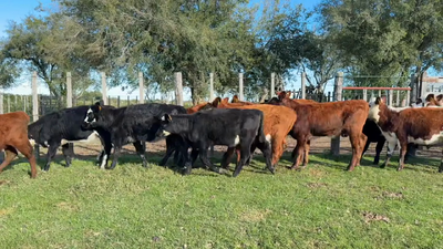  TERNERAS
