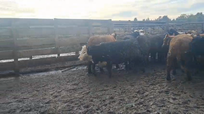 Lote 20 Vaquilla Gorda en Los Ángeles, VIII Región Biobío