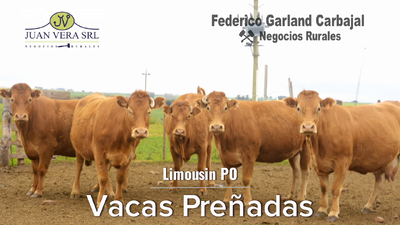 Lote 5 VACAS PREÑADAS PROXIMAS  PO   -  LIMOUSIN