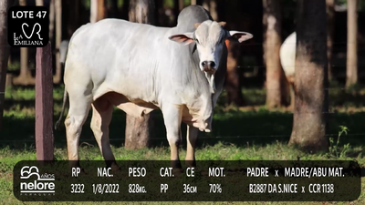 Lote LOTE 47