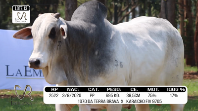 Lote LOTE 13