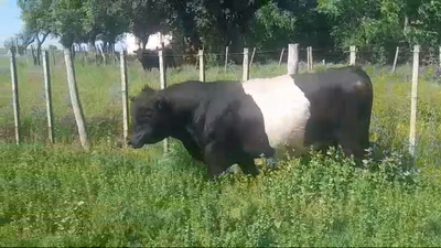 Lote Toros ANGUS BELTED 750kg - , Colonia