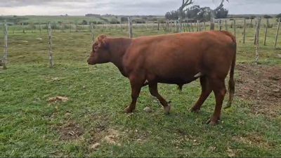 Lote Toros 500kg - , San José