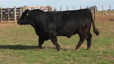 Lote TOROS PUROS DE PEDIGREE