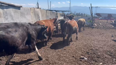 Lote 17 Vaquilla Gorda en Mostazal, VI Región O-Higgins