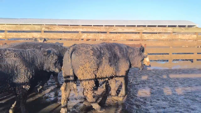 Lote 20 Novillo Gordo en Los Ángeles, VIII Región Biobío