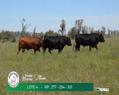 Lote TOROS PPI 3 AÑOS