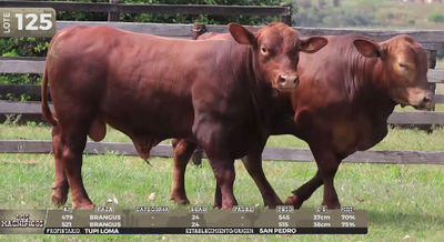 Lote LOTE 125