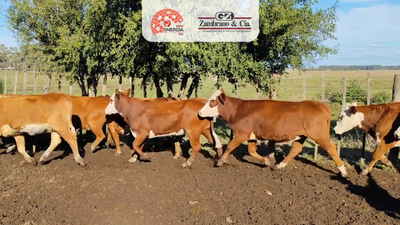 Lote Lote 17