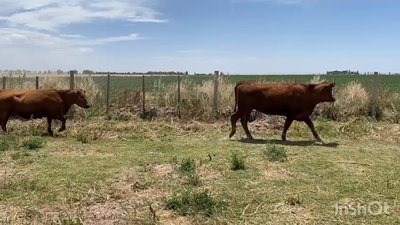 Lote 35 Vacas nuevas C/ gtia de preñez en Lavalle, Mendoza