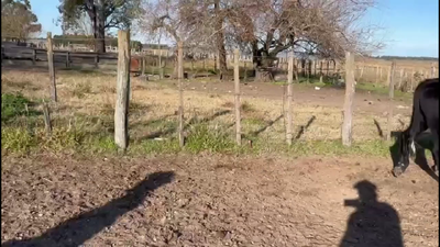Lote TERNEROS