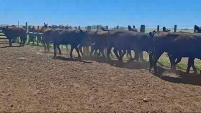 Lote 15 Vaquillonas 1 a 2 años 15 AA 302kg -  en LAURELES