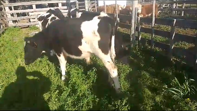 Lote 5 Terneros Holando en Rincon del Pino