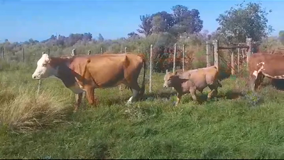Lote (Vendido)16 Piezas de cría HEREFORD/ ANGUS en LARRAÑAGA