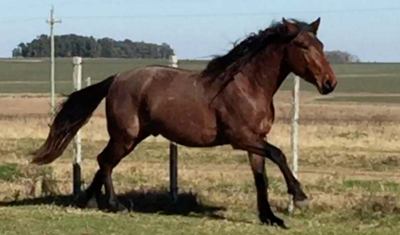 Lote RABÓN LA INVERNADA