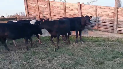 Lote 5 Vaquillonas  400kg - , San José