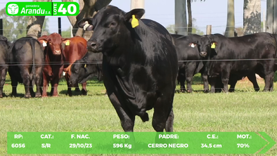 Lote LOTE 40