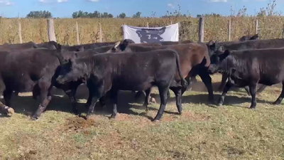 Lote 25 Terneros/as