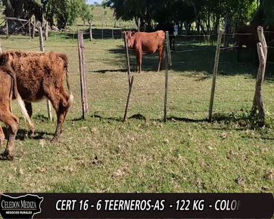 Lote (Vendido)6 Terneros y Terneras 3 NO,  2 NO X HE,  1 GALLOWEY 122kg -  en - CONCHILLAS A 4 KM DE RUTA 21