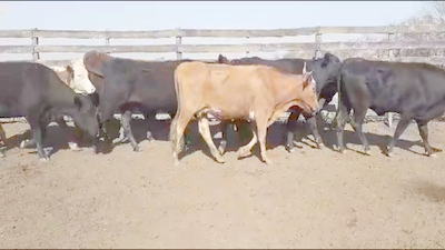 Lote 33 Vacas nuevas Preñadas Braford en Nuevo Torino, Santa Fe